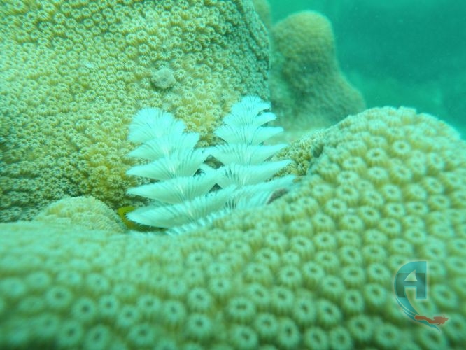 poliquetos blancos sobre coral